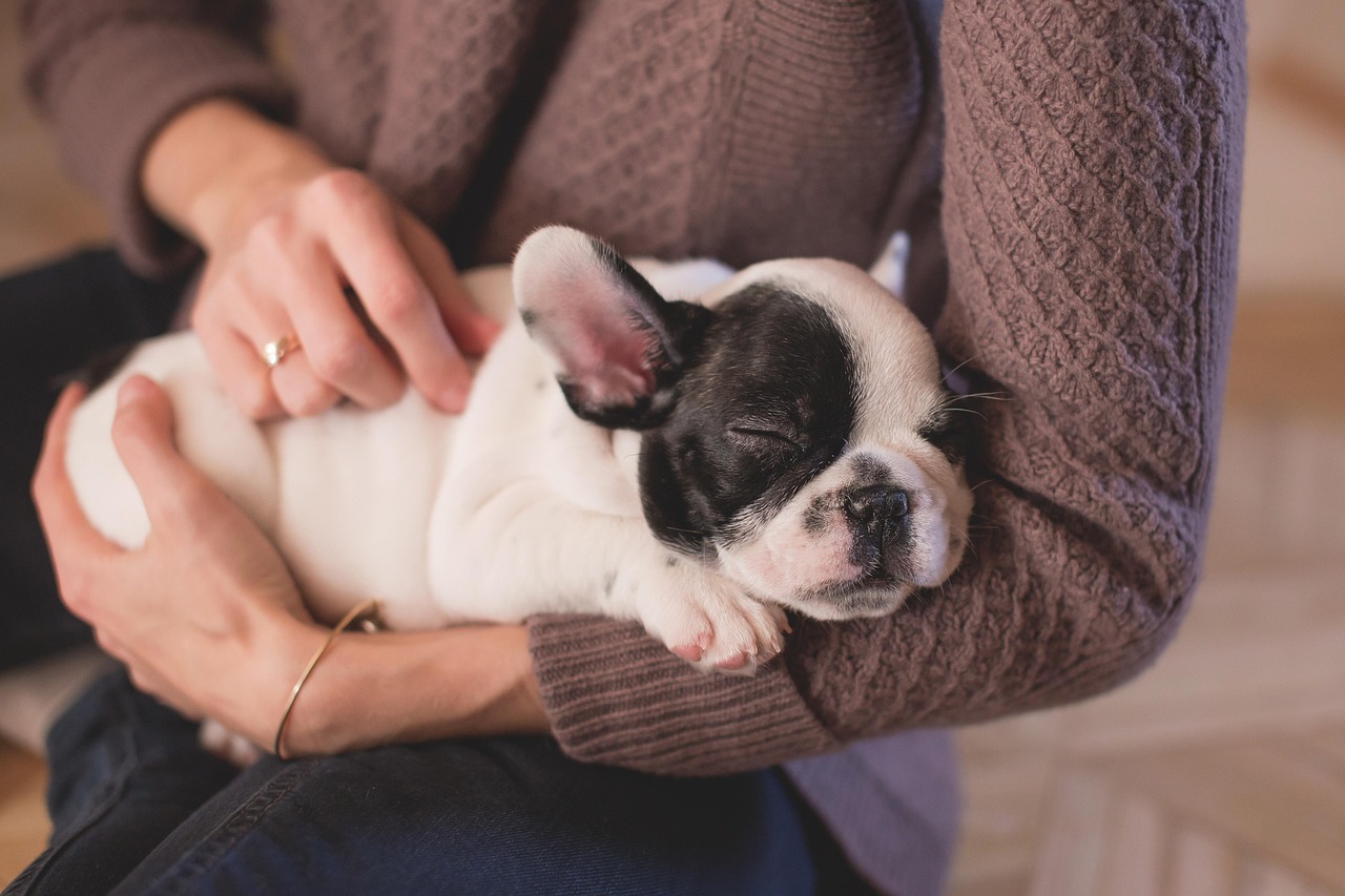 bulldog, nature, puppy, pet, owner, woman, sleep, sleeping, asleep, sleeping dog, animal, canine, cute, dog, hands, relax, stroking